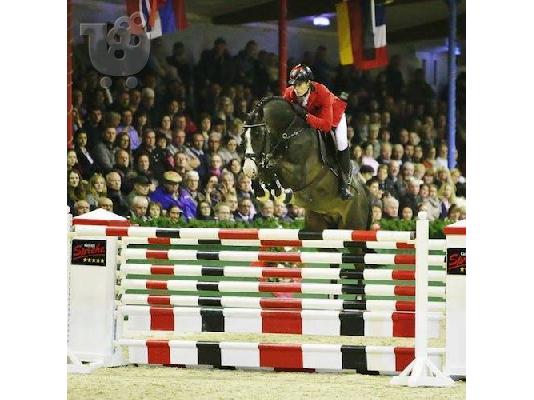 PoulaTo: 10 χρονών Kfps Reg Friesian Mare